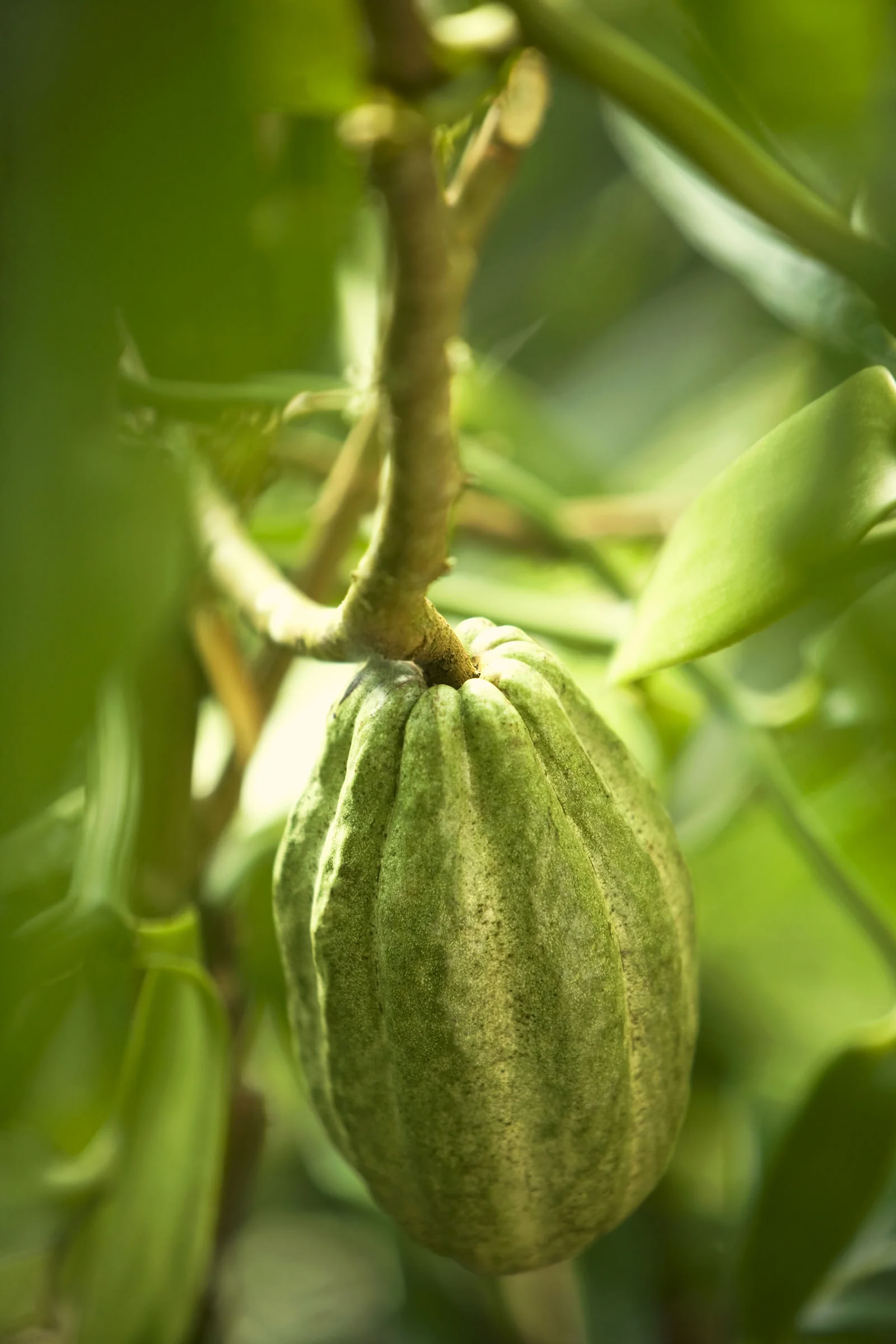 Level 1 Facilitator Training with Lisa Morris