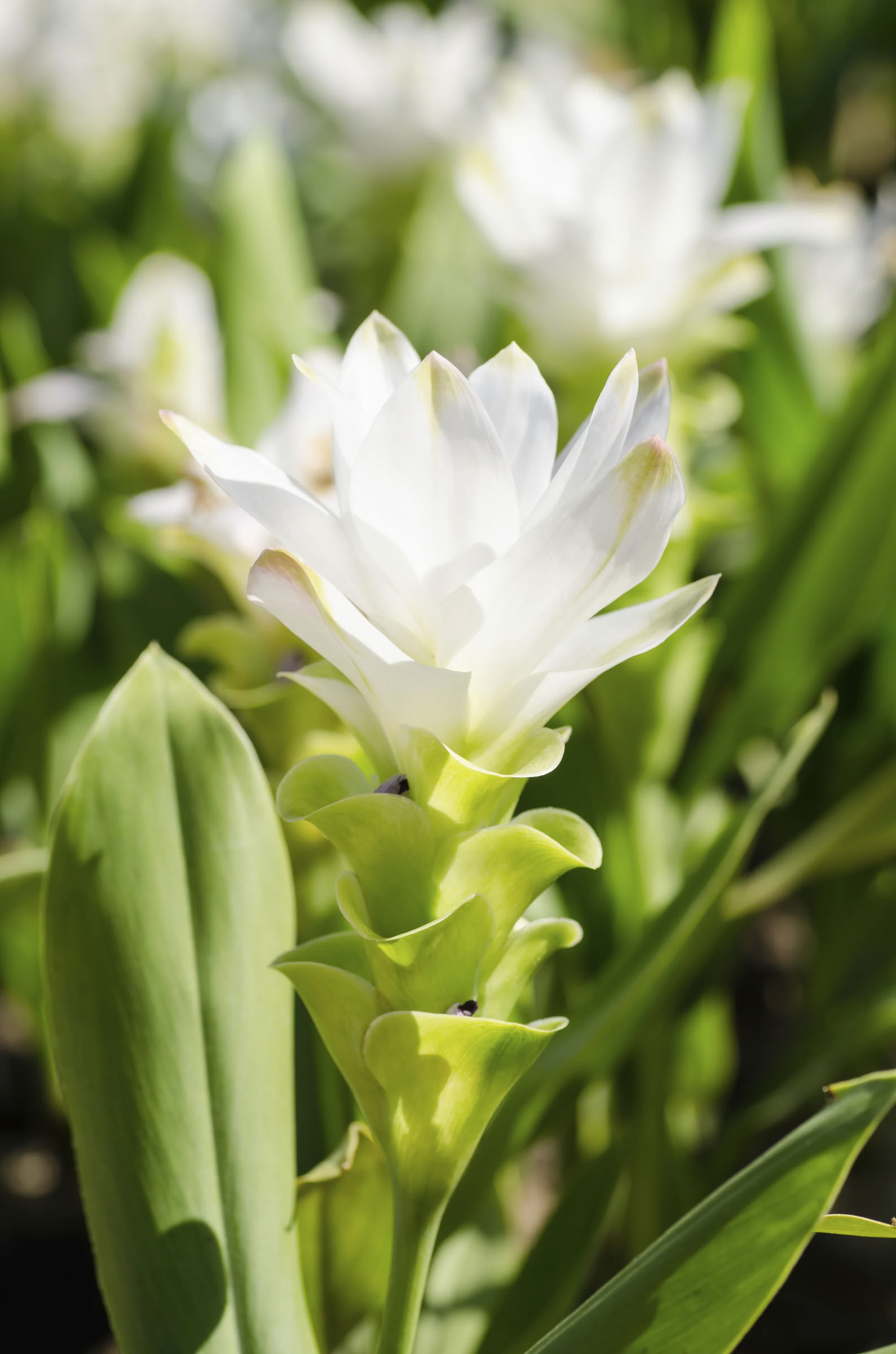 Level 1 Facilitator Training with Lisa Morris