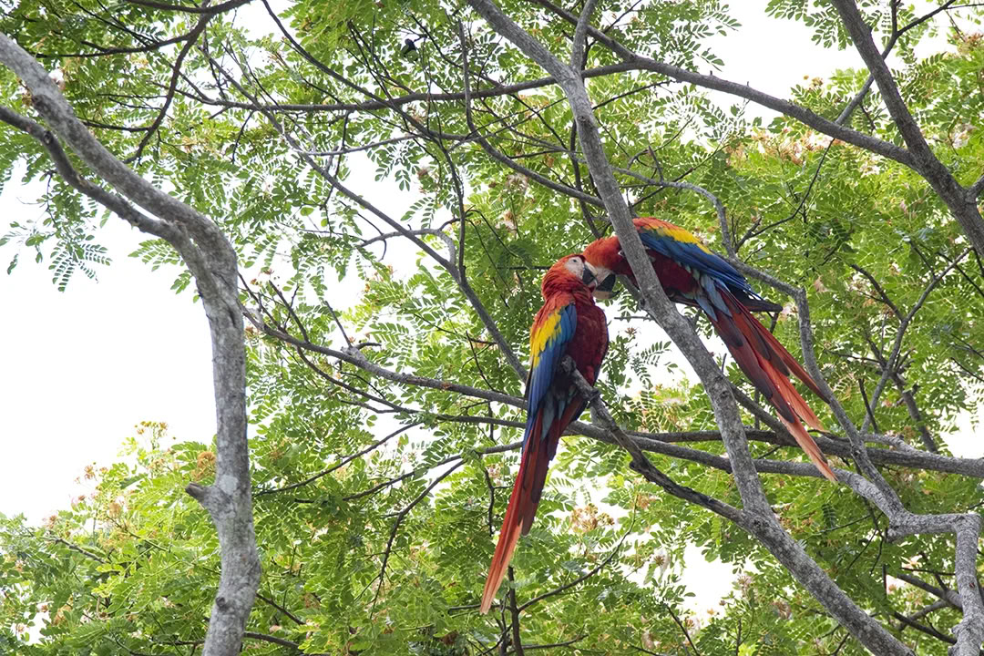 Level 1 Facilitator Training with Lisa Morris