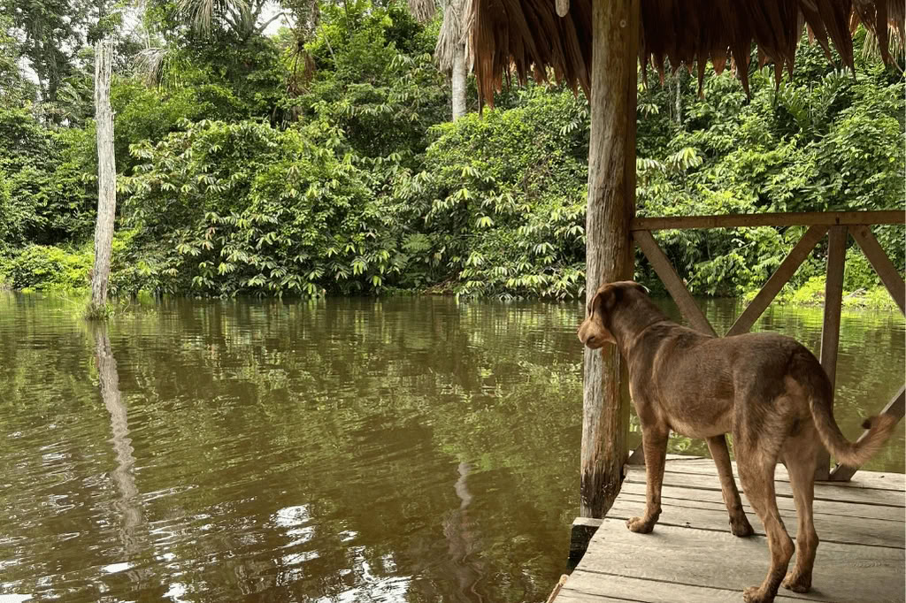 Amazon - Blue Morpho Lodge 3 ayahuasca & 1 San Pedro