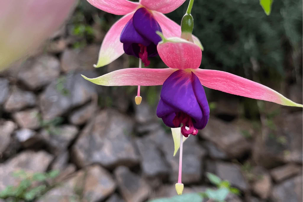 Amazon - Blue Morpho Lodge 3 ayahuasca & 1 San Pedro