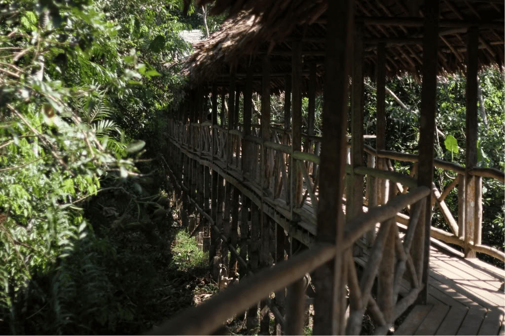 Amazon - Blue Morpho Lodge 3 ayahuasca & 1 San Pedro