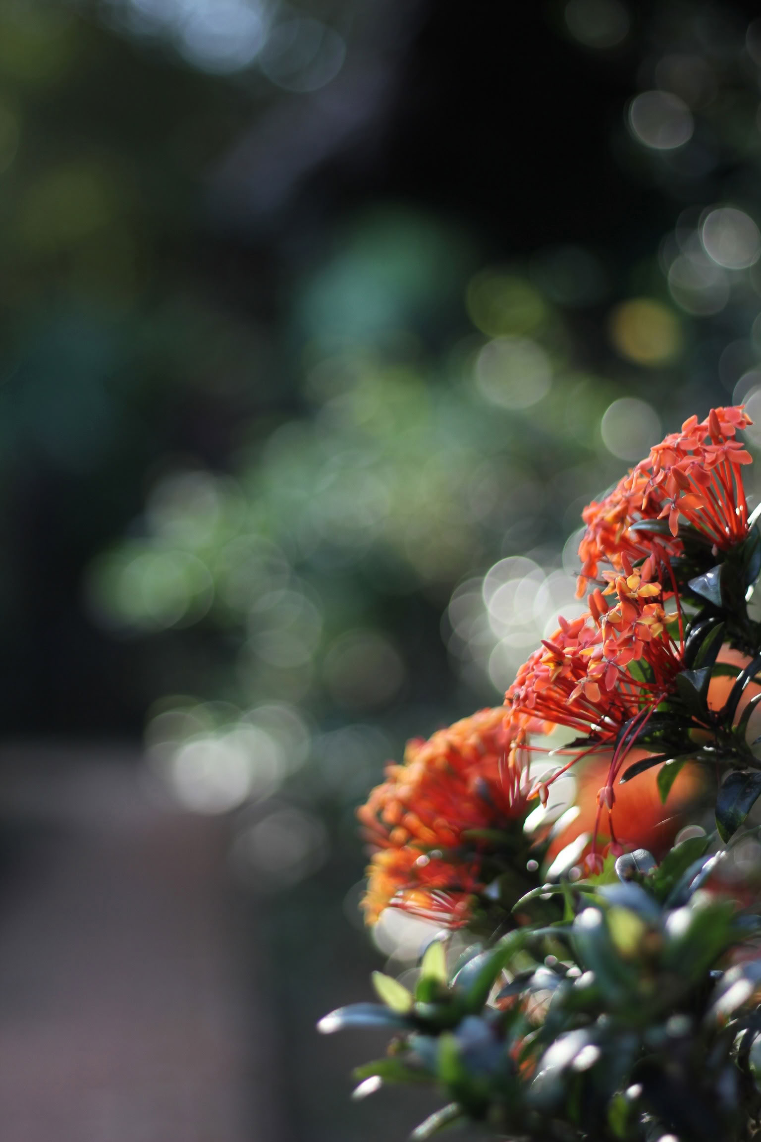 Blue Morpho Lodge Retreat | May 25 - 30, 2026