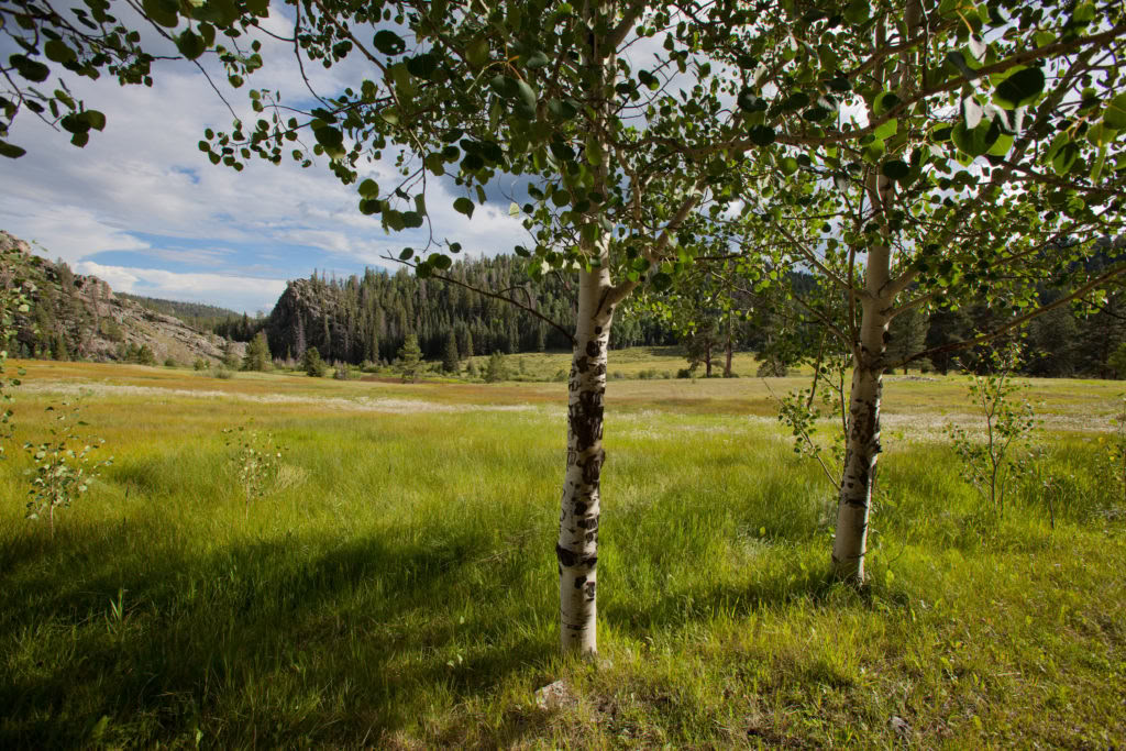 Land as Dharma Teacher (June)