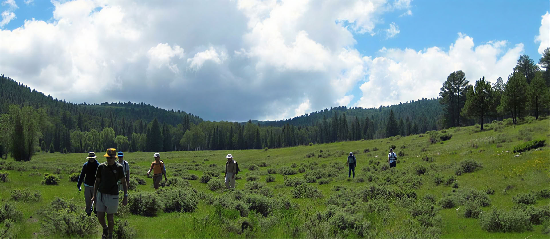 Sacred Sound, Insight, and Silence: Meditation and Music in the Deep Woods