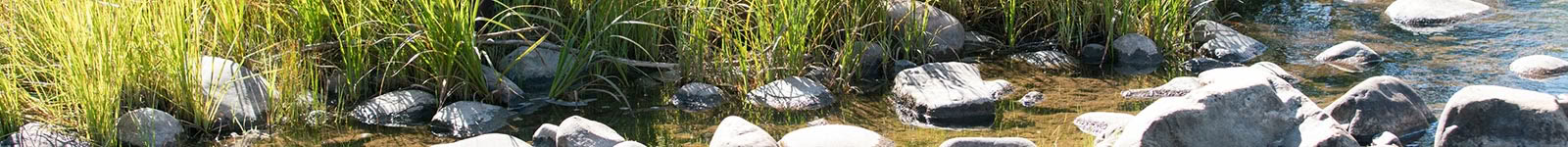 Elemental Pilgrimage: Awakening Through Intimacy with Trees, River, and Sky