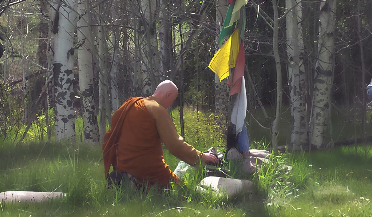 Having Gone to the Forest