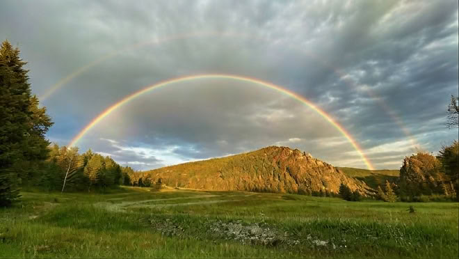 Having Gone to the Forest