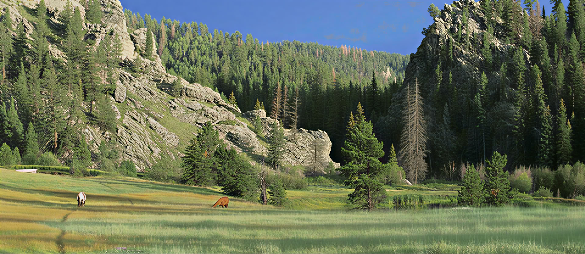 Belonging to the Earth: A BIPOC Insight Retreat in Nature