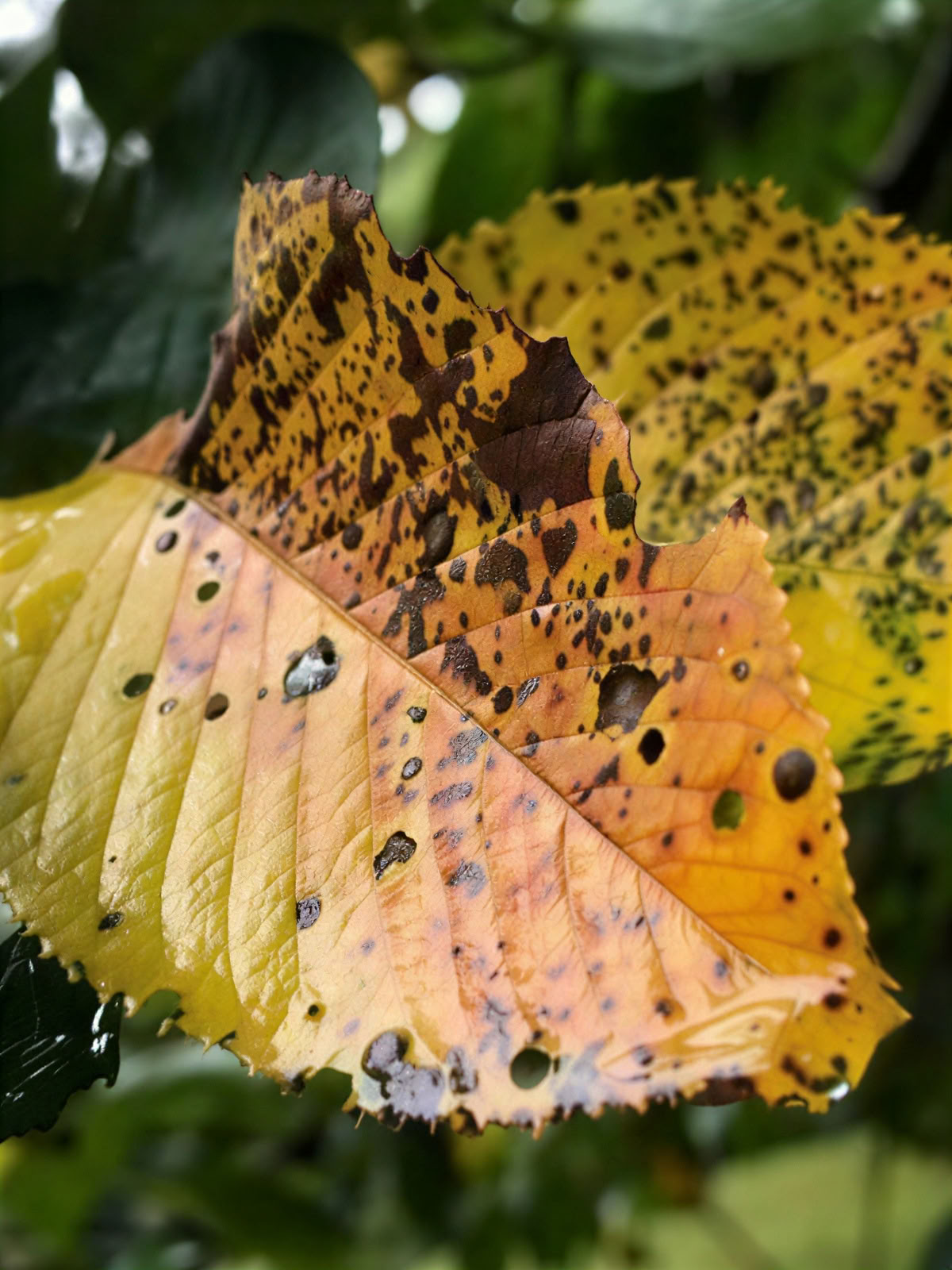 Fall Directed Retreat I 2026