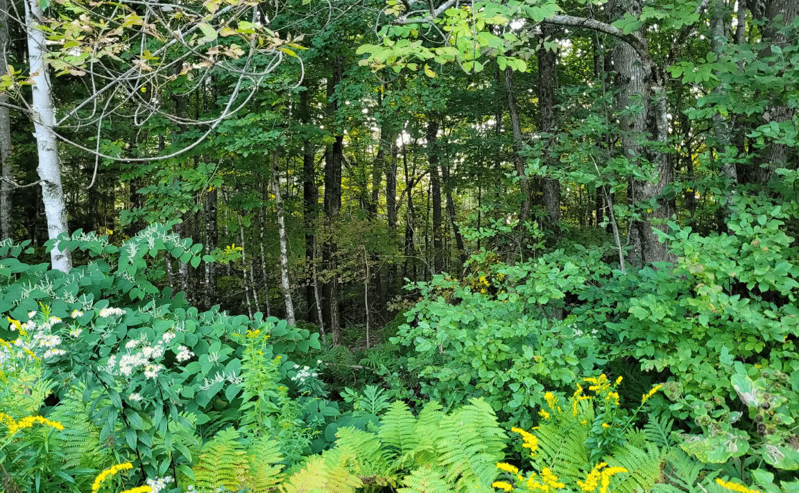 Open Practice: A Nature-based Long Weekend (Residential Only)