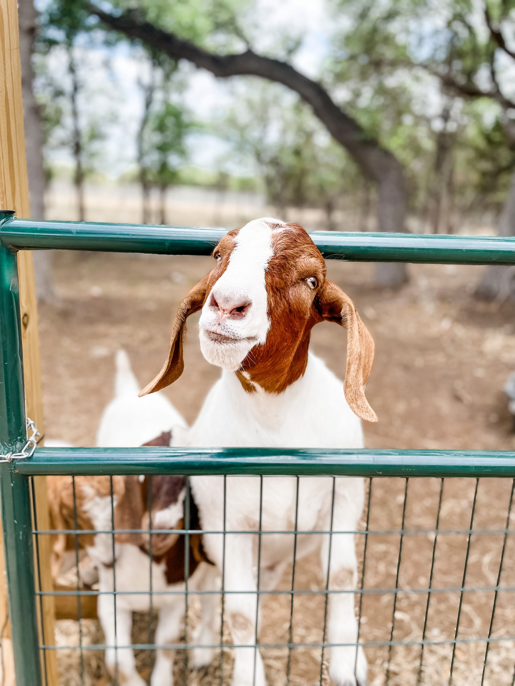 YTT Retreat | Project Mindful Movement