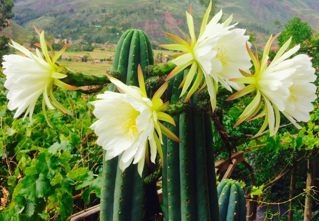 Radiance | A Pachakuti Mesa–Inspired Ceremonial Retreat