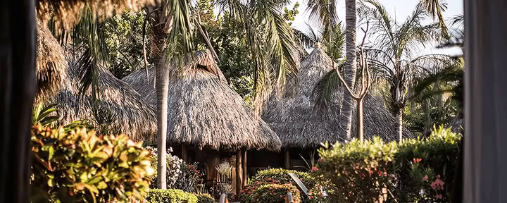 Forest Medicine Retreat