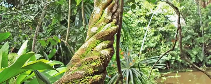 Master Ayahuasca Retreat