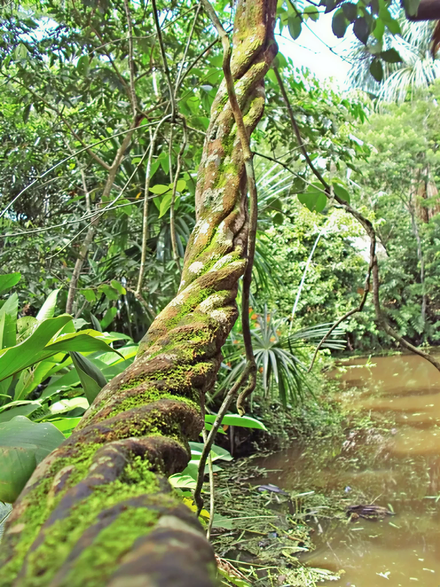 Basic Ayahuasca Retreat