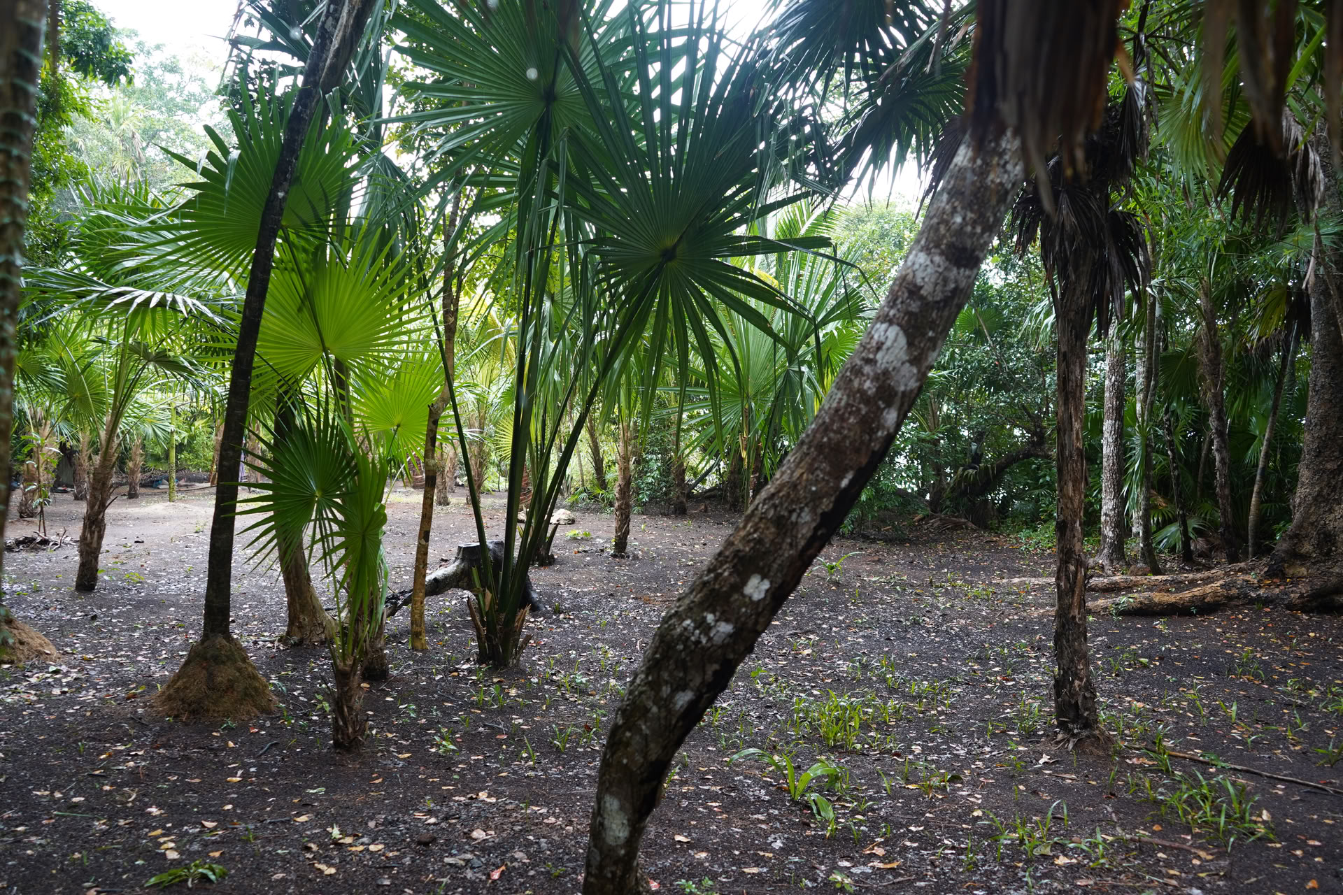 Integration Tour to a private cenote