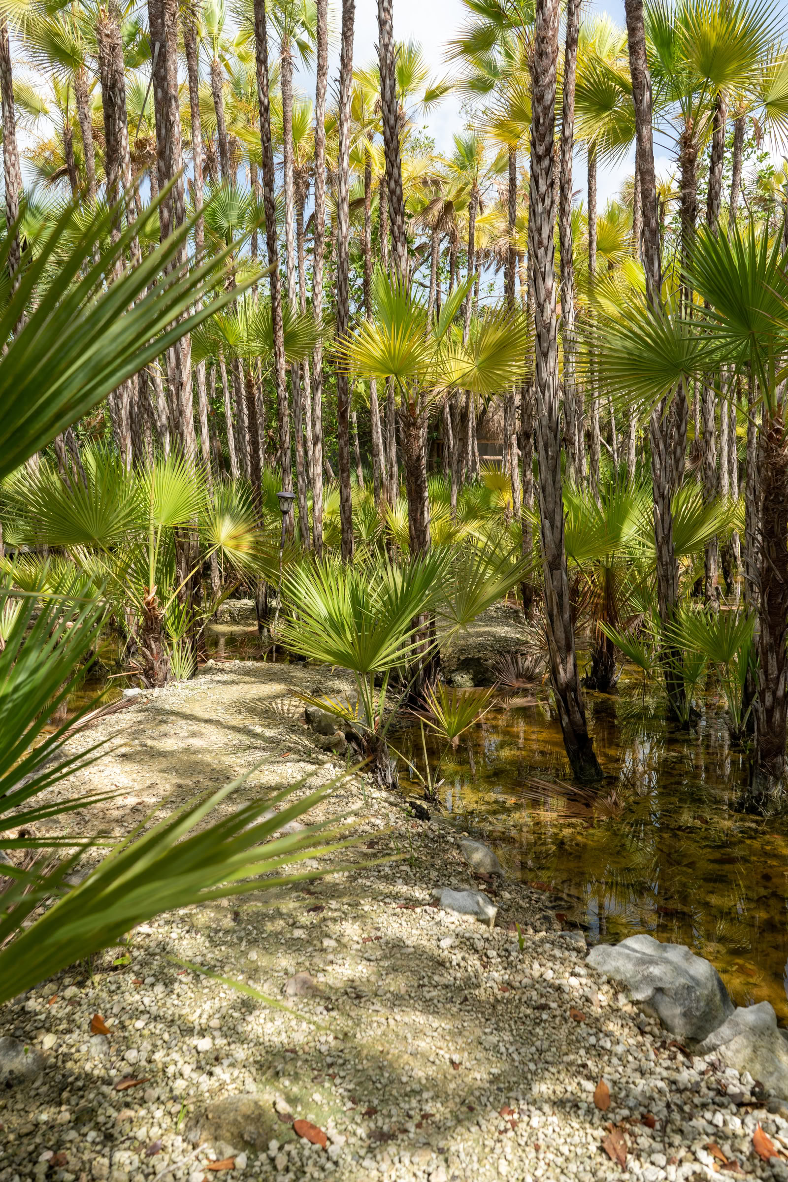 Integration Tour to a private cenote