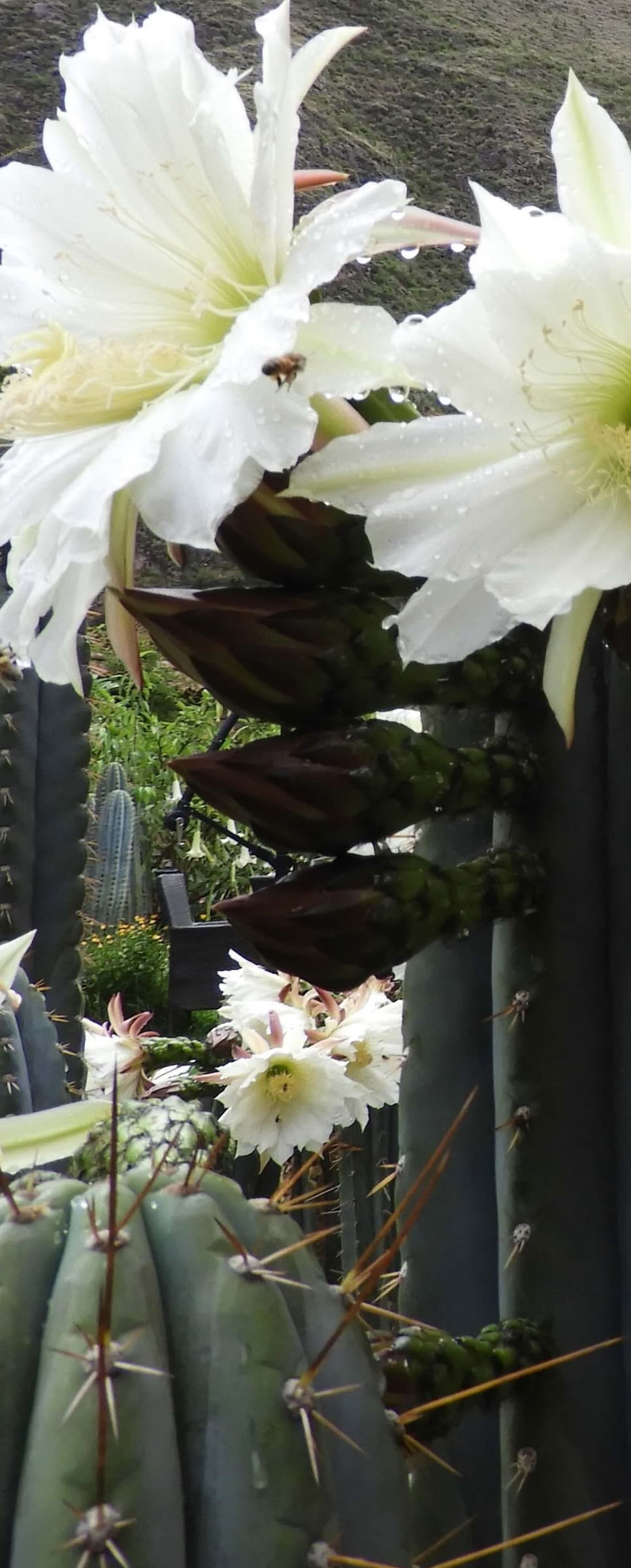San Pedro Ceremony