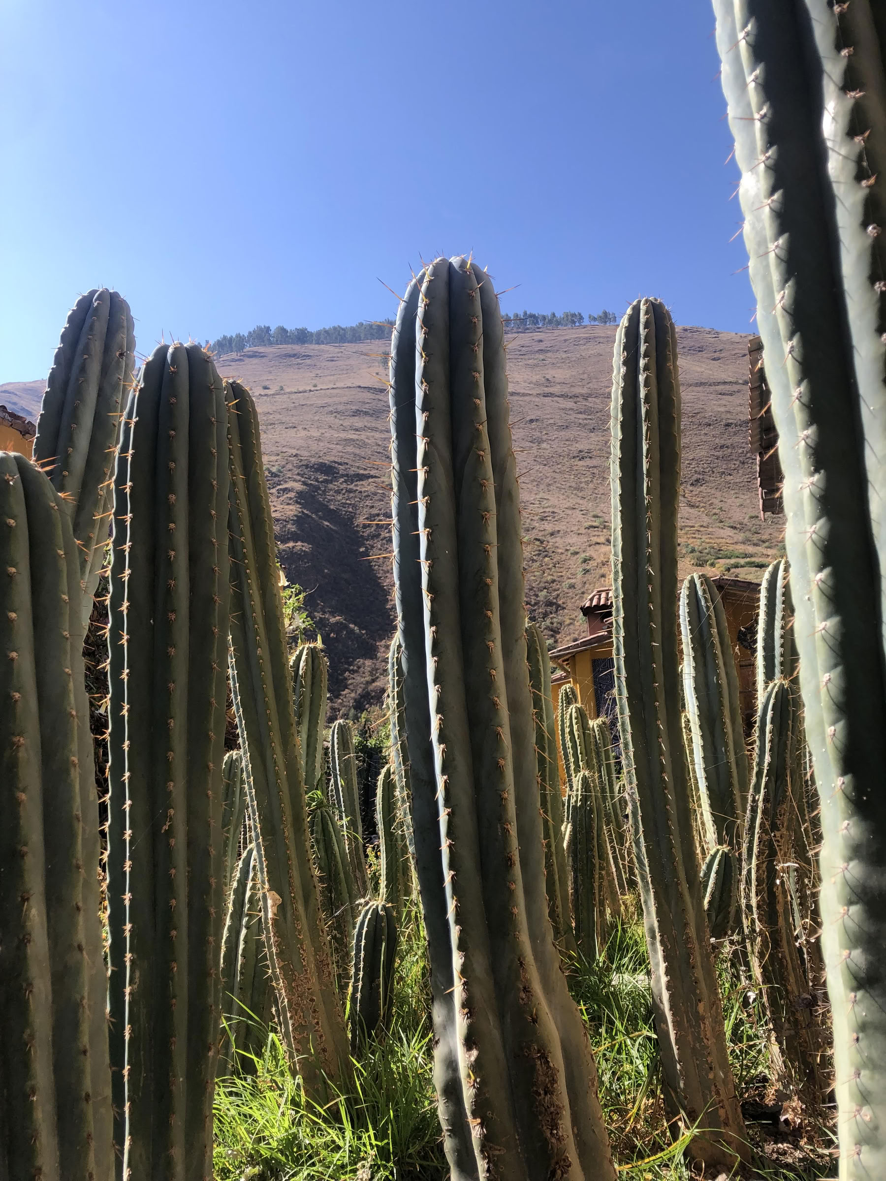San Pedro Ceremony