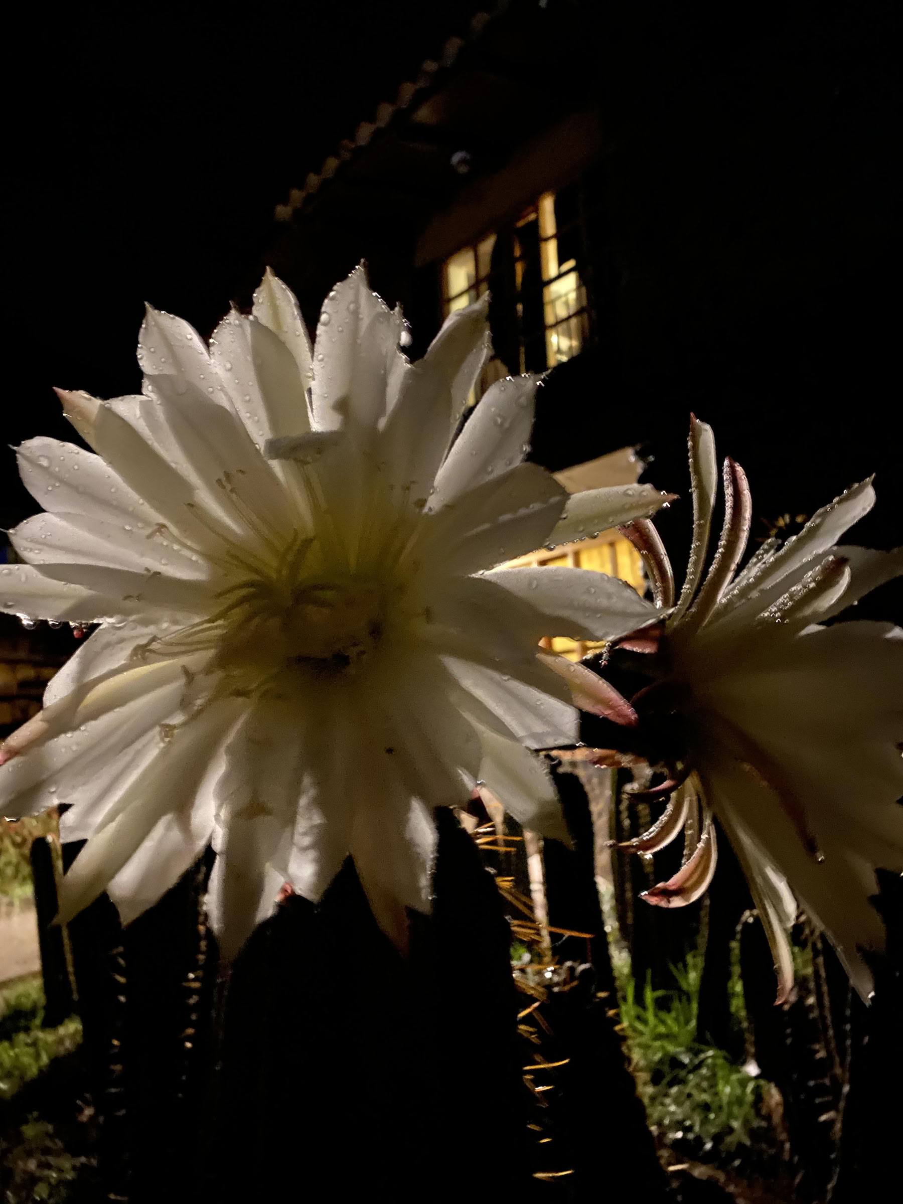 San Pedro Ceremony