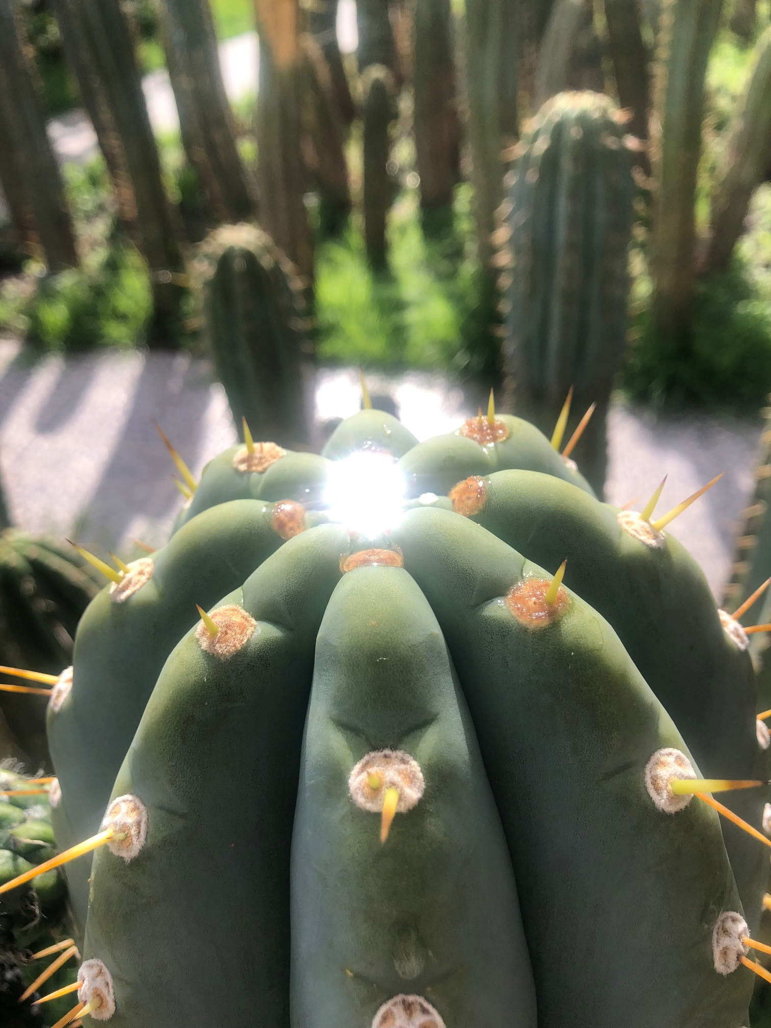 San Pedro Ceremony
