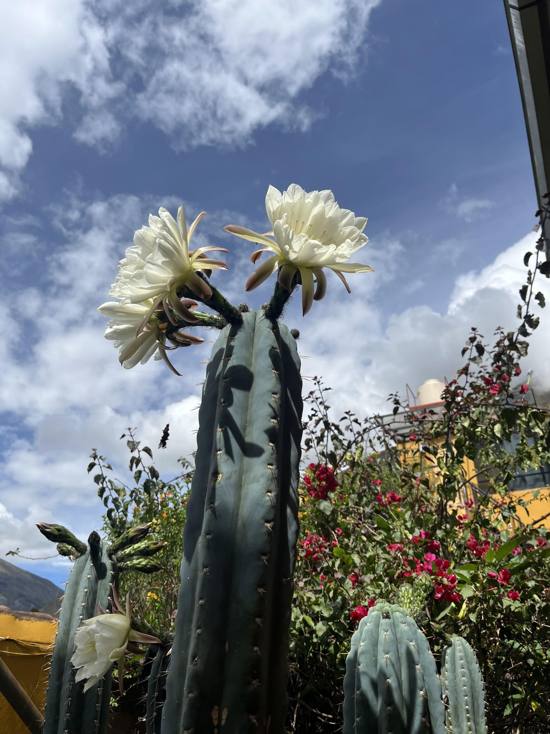 San Pedro Ceremony