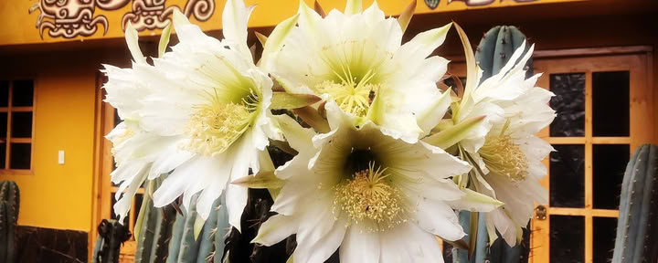 San Pedro Ceremony