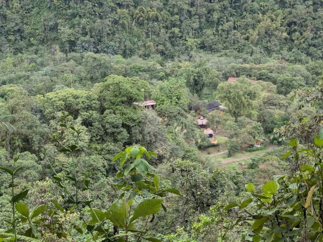 Ayahuasca Daylight Ceremony at Hayulima Natural Reserve
