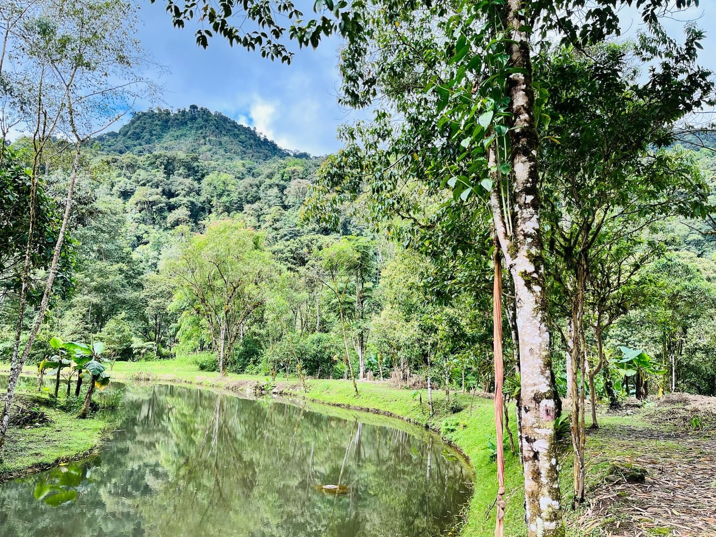 Ayahuasca Daylight Ceremony at Hayulima Natural Reserve