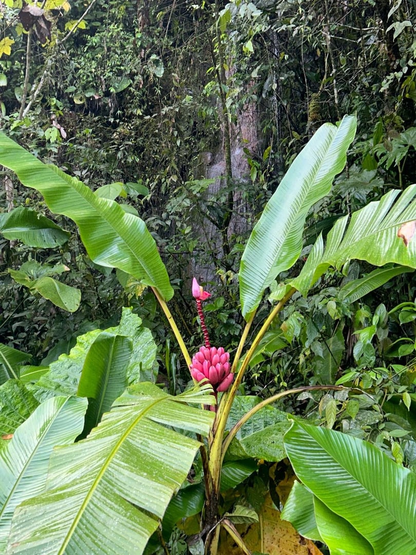 Ayahuasca Daylight Ceremony at Hayulima Natural Reserve