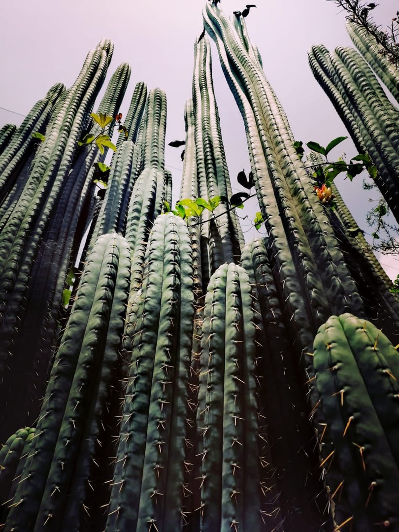 San Pedro Temazcal Ceremony at Hayulima, Natural Reserve