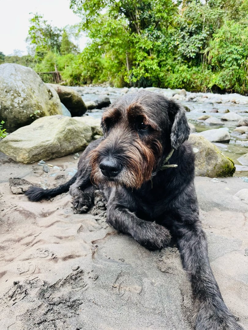 San Pedro Temazcal Ceremony at Hayulima, Natural Reserve