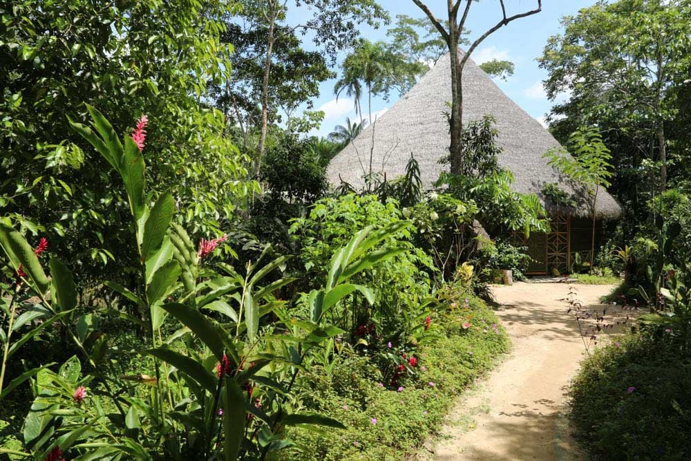 Living In Alignment: Ayahuasca Healing Retreat