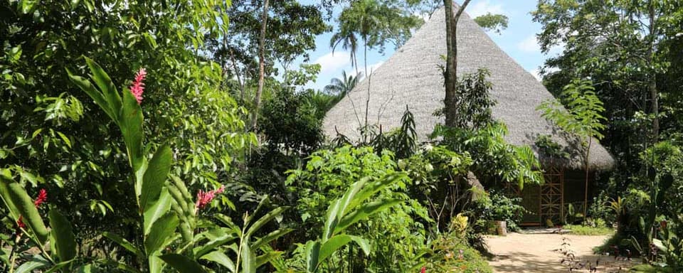 Living In Alignment: Ayahuasca Healing Retreat