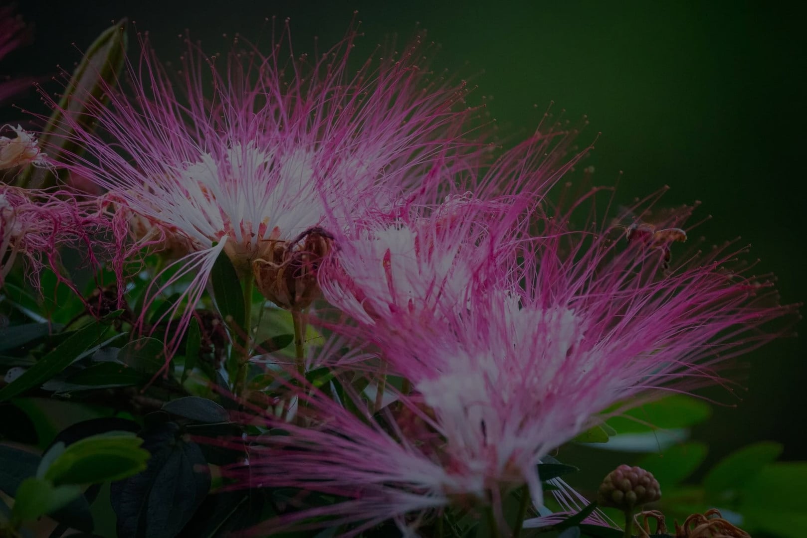 Ayahuasca Healing Retreat + 5-Day Integration Retreat