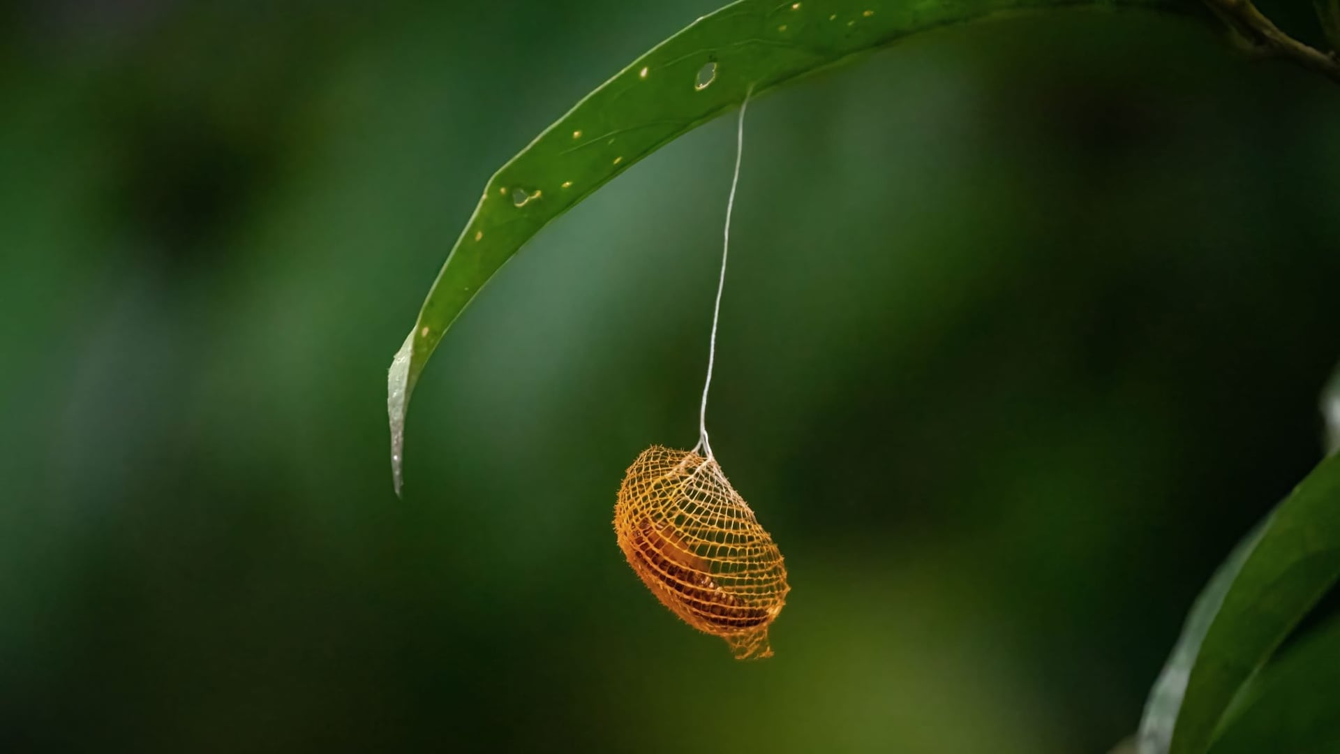 Ayahuasca Healing Retreat + 5-Day Integration Retreat