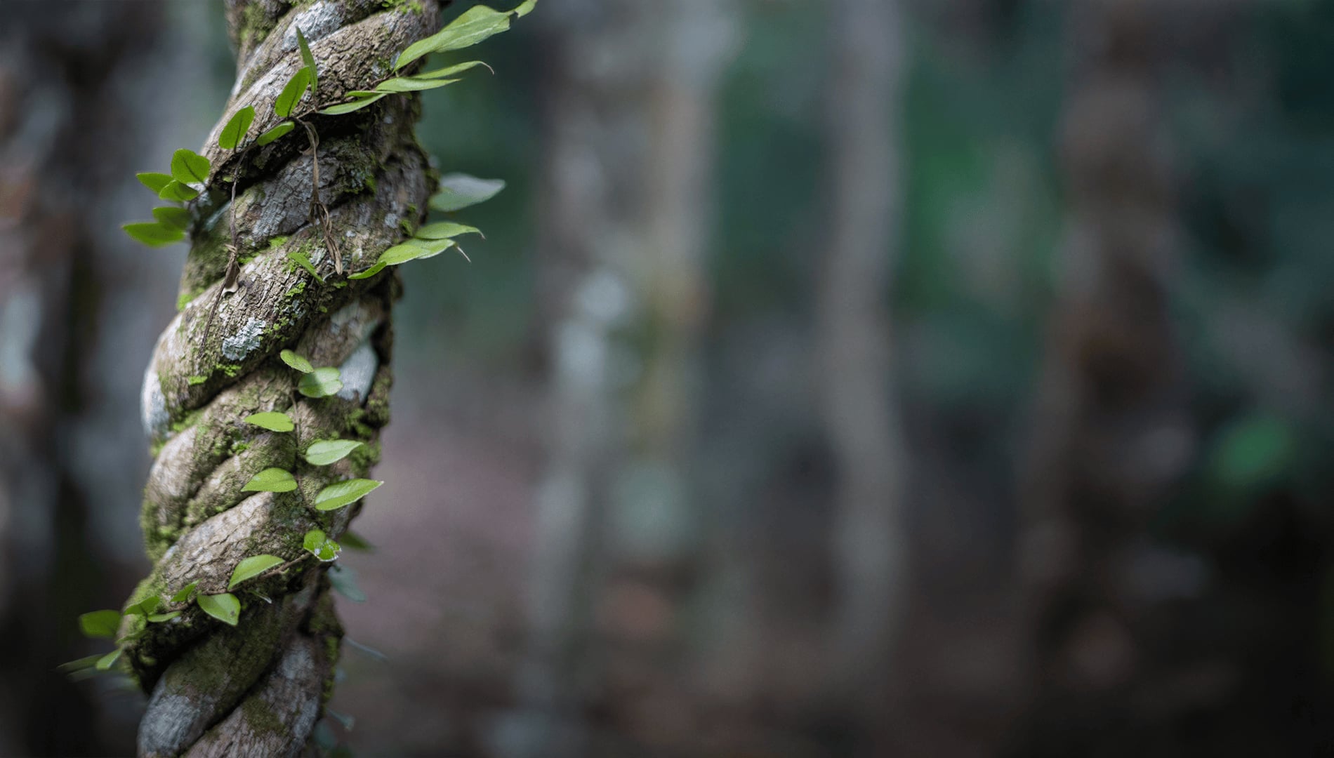 Ayahuasca Healing Retreat + 5-Day Integration Retreat