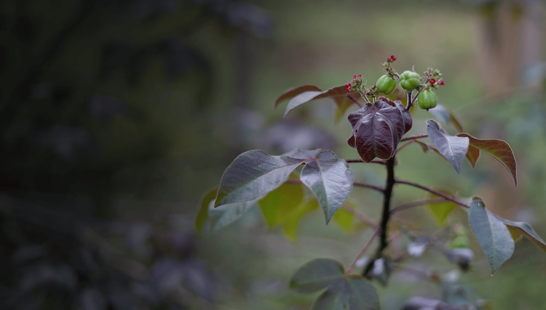 Ayahuasca Healing Retreat + 5-Day Integration Retreat