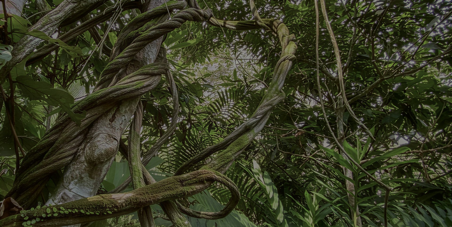 Ayahuasca Healing Retreat + 5-Day Integration Retreat