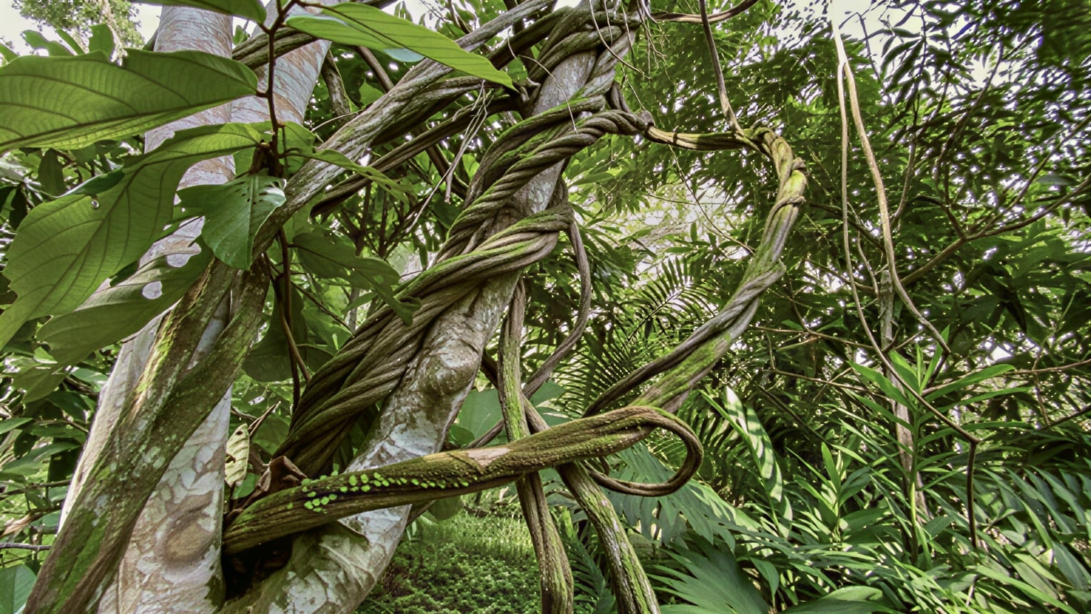 Women's Ayahuasca Healing Retreat