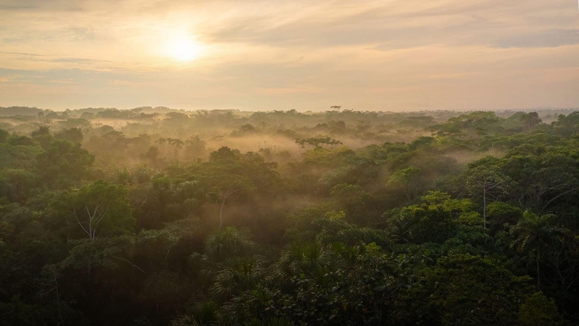 Women's Ayahuasca Healing Retreat