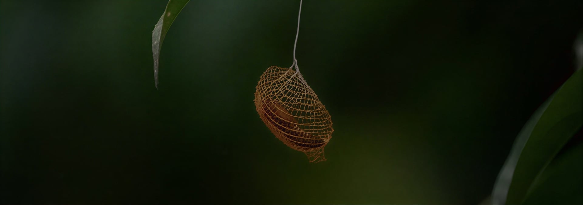 Women's Ayahuasca Healing Retreat