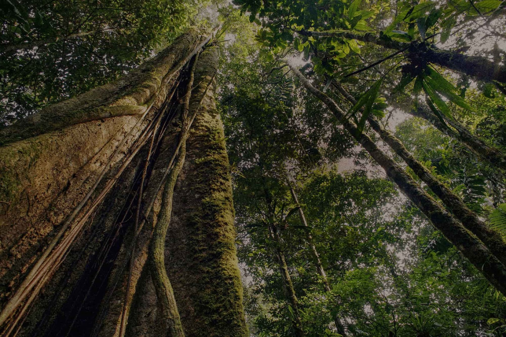 Women's Ayahuasca Healing Retreat