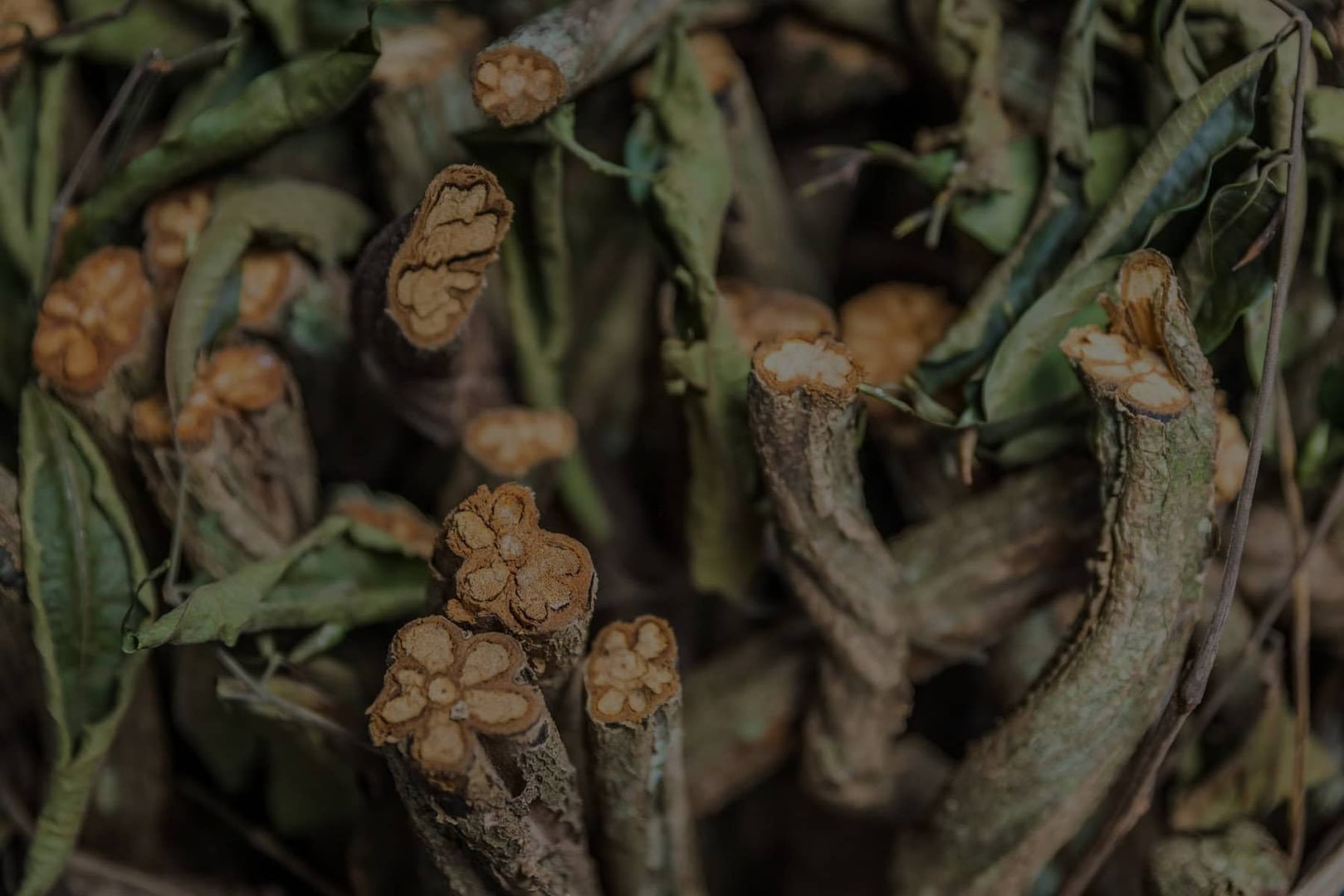 Women's Ayahuasca Healing Retreat