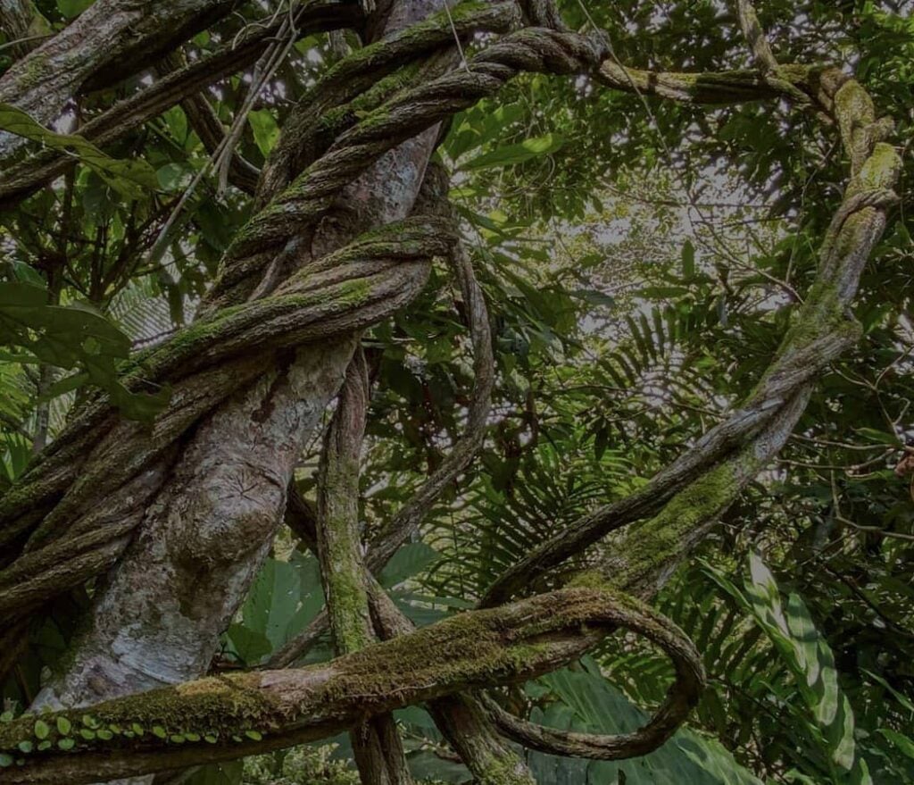 Women's Ayahuasca Healing Retreat