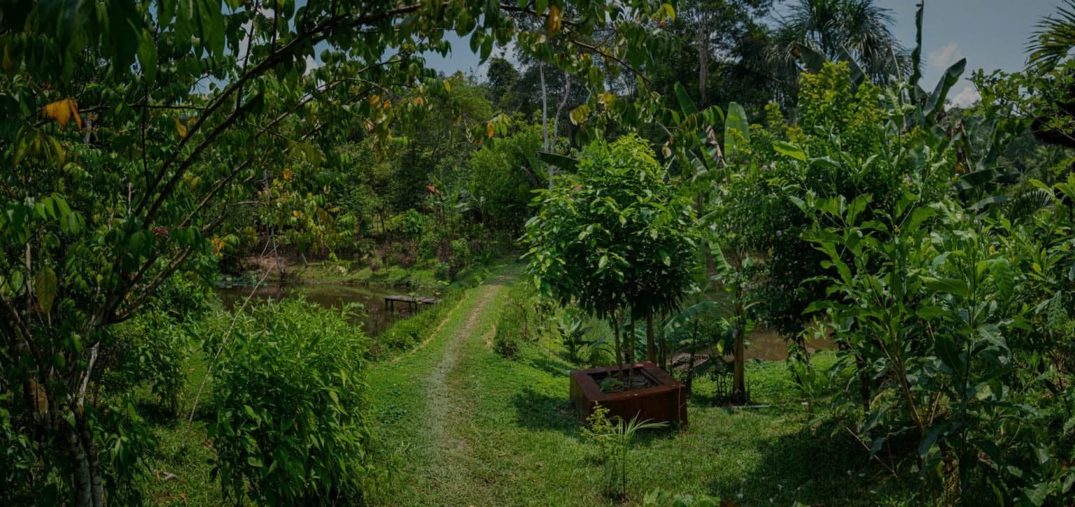 Women's Ayahuasca Healing Retreat
