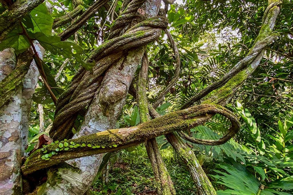 Women's Ayahuasca Healing Retreat