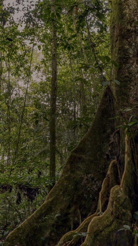 Healthcare Practitioners Ayahuasca Retreat 2026