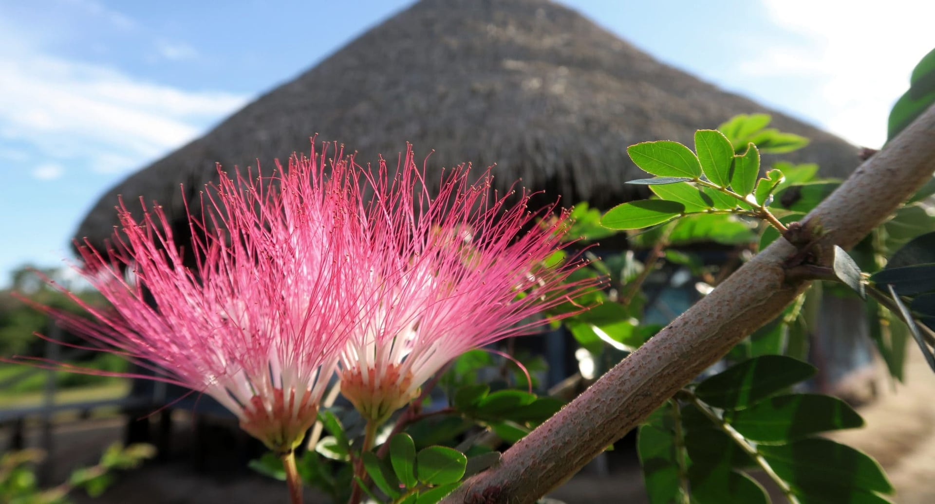 Traditional Plant Dietas at Shipibo Rao